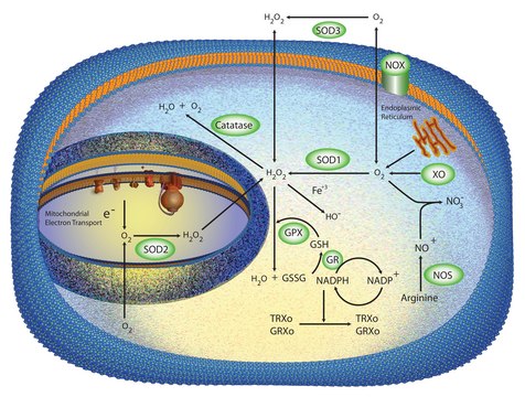 Superoxide Dismutase from human erythrocytes