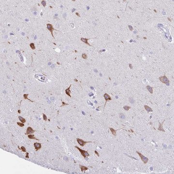 Anti-AGO3 antibody produced in rabbit