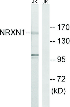 Anti-NRXN1 antibody produced in rabbit