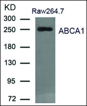 Anti-ABCA1 antibody produced in rabbit
