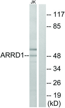 Anti-ARRD1 antibody produced in rabbit