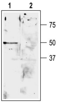 Anti-Potassium Channel K2P9.1 (TASK3) antibody