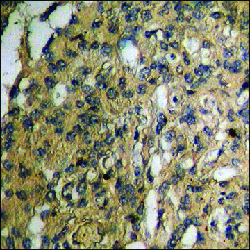 Anti-phospho-KIT (pTyr?³?) antibody produced in