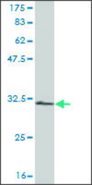 Monoclonal Anti-RPS28 antibody produced in