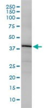 Monoclonal Anti-OBFC1 antibody produced in