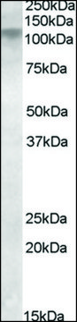 Anti-DLG4 antibody produced in goat