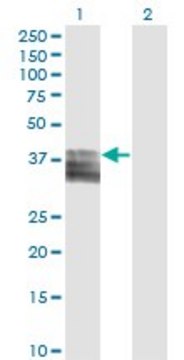 Monoclonal Anti-PTGIR, (C-terminal) antibody produced