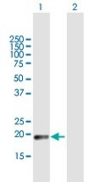 Anti-CLEC3A antibody produced in mouse