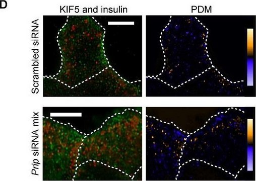 Anti-KIF5 antibody produced in rabbit