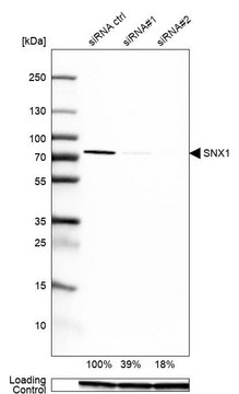 Anti-SNX1 antibody produced in rabbit