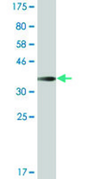 Monoclonal Anti-ARHGAP6 antibody produced in