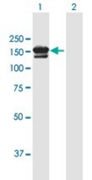 ANTI-SORCS3 antibody produced in mouse