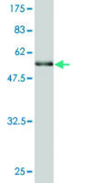 Monoclonal Anti-BRMS1 antibody produced in