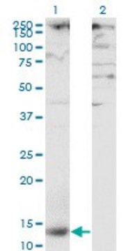 Monoclonal Anti-CLEC4M antibody produced in
