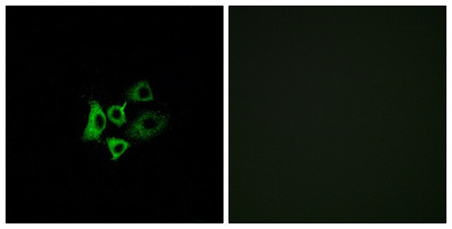 Anti-OR51T1 antibody produced in rabbit