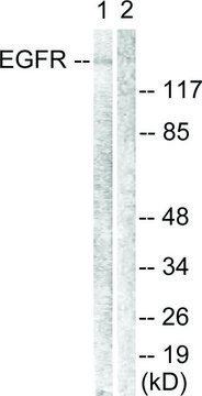 Anti-EGFR antibody produced in rabbit