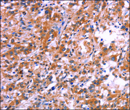 Anti-APMAP antibody produced in rabbit