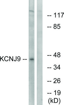 Anti-KCNJ9 antibody produced in rabbit