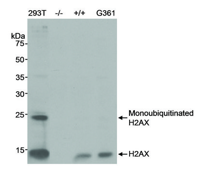 Rabbit anti-H2AX Antibody, Affinity Purified
