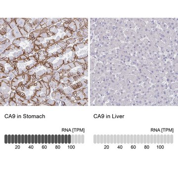 Anti-CA9 antibody produced in rabbit