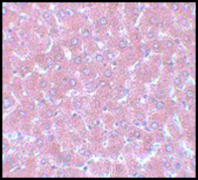 Anti-NSA1 antibody produced in rabbit
