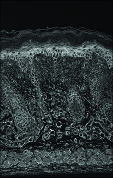 Monoclonal Anti-HIF-1 ? antibody produced