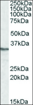 Anti-PPP4C (C-terminal) antibody produced in
