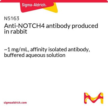 Anti-NOTCH4 antibody produced in rabbit