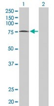 Anti-MTF2 antibody produced in rabbit