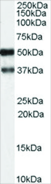 Anti-PACSIN1 antibody produced in goat