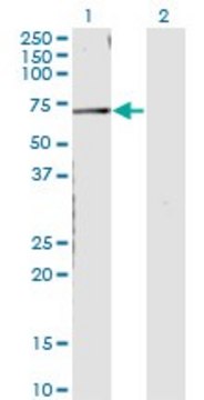 Monoclonal Anti-CNKSR3 antibody produced in