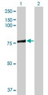 Anti-ACSL3 antibody produced in rabbit