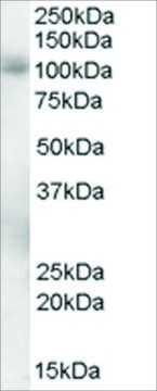 Anti-PDE5A antibody produced in goat