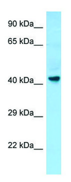 Anti-GPR34 (C-terminal) antibody produced in