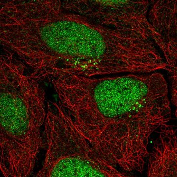 Anti-PPP1R1C antibody produced in rabbit