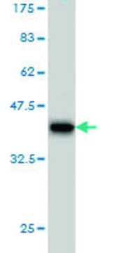 Monoclonal Anti-PCDHB6 antibody produced in