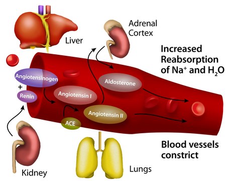 Angiotensin Converting Enzyme from rabbit