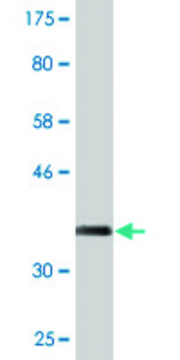 Monoclonal Anti-KLHL1 antibody produced in