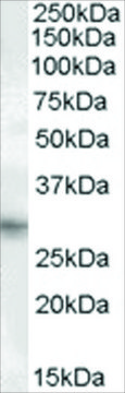 Anti-PRRX1 antibody produced in goat