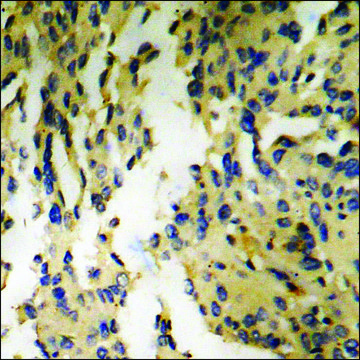 Anti-phospho-GRK2 (pSer???) antibody produced in
