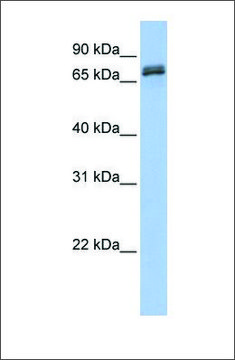 Anti-DYNC1I1 antibody produced in rabbit