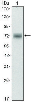 Monoclonal Anti-ZBTB16 antibody produced in