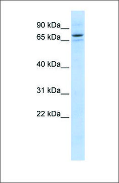 Anti-SEC23B antibody produced in rabbit