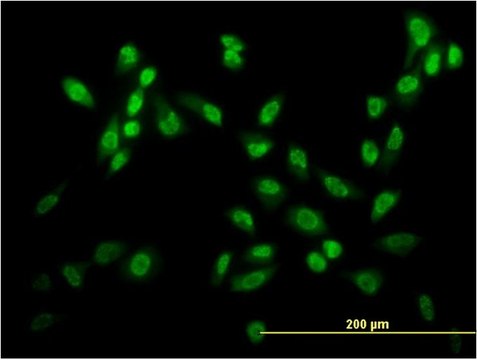ANTI-USF2 antibody produced in mouse