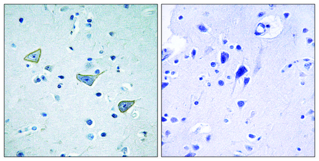 Anti-GPR158 antibody produced in rabbit