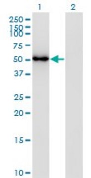 Monoclonal Anti-FLI1 antibody produced in