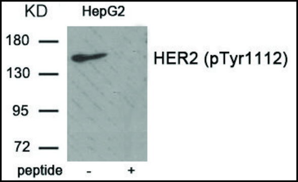 Anti-phospho-HER2 (pTyr¹¹¹²) antibody produced in
