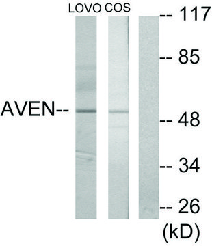 Anti-AVEN antibody produced in rabbit