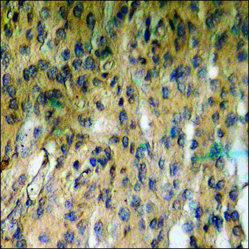Anti-phospho-Coagulation Factor III (pSer²??) antibody