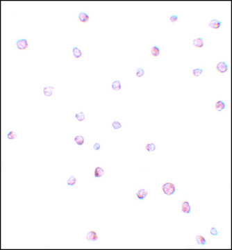 Anti-USP10 antibody produced in rabbit